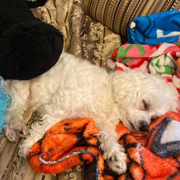 Welcome to CubsChaos! - Picture 5 of 5